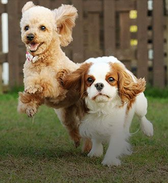 ペットと泊まれる